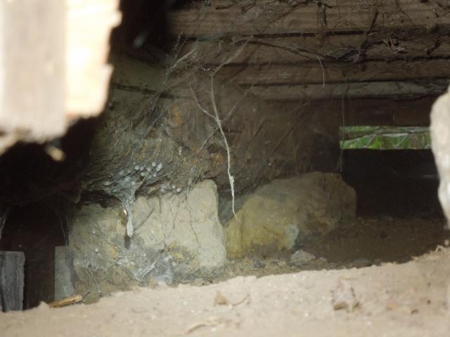 A tree resting on rock is another version of post & beam construction