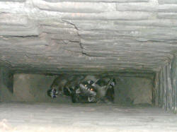 Family of Racoons making a home in the chimney
